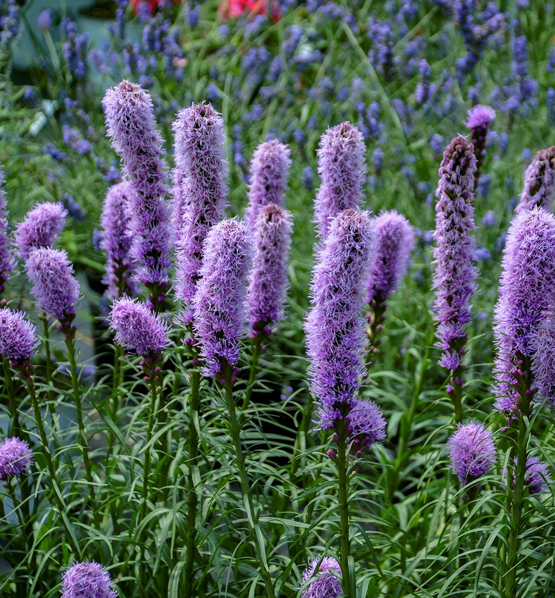 Лиатрис спиката spicata